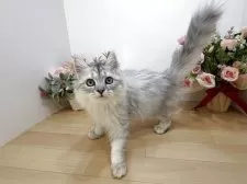 ラガマフィン【東京都・男の子・2025年7月13日・シルバータビー】の写真9