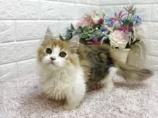 ミヌエット(短足)【東京都・女の子・2025年4月19日・ブラウンパッチドタビー&ホワイト】の写真11