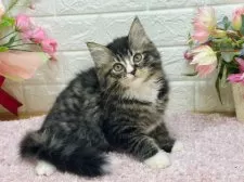 ラガマフィン【東京都・男の子・2024年11月11日・ブラウンタビー&ホワイト】の写真2