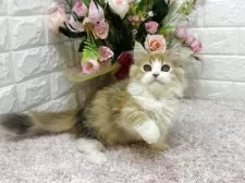 ミヌエット(短足)【東京都・女の子・2025年4月19日・ブラウンパッチドタビー&ホワイト】の写真12