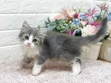 ラガマフィン【東京都・男の子・2025年6月1日・ブルータビー&ホワイト】の写真9