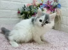 ラガマフィン【東京都・女の子・2025年1月30日・ブルータビー&ホワイト】の写真4