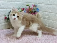 ラガマフィン【東京都・男の子・2024年11月11日・クリームタビー&ホワイト】の写真4