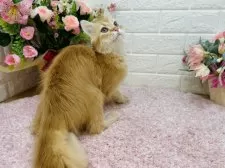 マンチカン(長足)【東京都・男の子・2024年11月5日・レッドタビー】の写真7