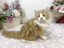 ラガマフィン【東京都・男の子・2025年10月1日・レッドタビー&ホワイト】の写真5