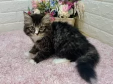 ラガマフィン【東京都・男の子・2024年11月11日・ブラウンタビー&ホワイト】の写真5