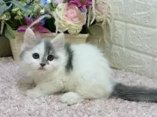 ラガマフィン【東京都・女の子・2025年1月30日・ブルータビー&ホワイト】の写真5