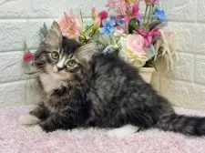 ラガマフィン【東京都・男の子・2024年11月11日・ブラウンタビー&ホワイト】の写真6