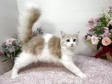 ラガマフィン【東京都・男の子・2025年6月21日・クリームタビー&ホワイト】の写真6