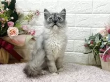 ミヌエット(長足)【東京都・男の子・2025年5月16日・シルバータビー&ホワイト】の写真13