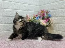 ラガマフィン【東京都・男の子・2024年11月11日・ブラウンタビー&ホワイト】の写真7