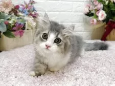 ミヌエット(短足)【東京都・男の子・2025年7月1日・ブルータビー&ホワイト】の写真14