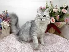 ラガマフィン【東京都・男の子・2025年7月13日・シルバータビー】の写真3