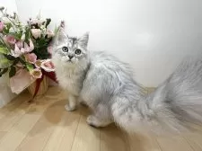 ラガマフィン【東京都・男の子・2025年7月13日・シルバータビー】の写真12