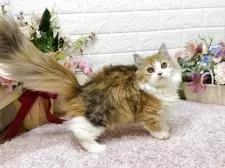 ミヌエット(短足)【東京都・女の子・2025年4月19日・ブラウンパッチドタビー&ホワイト】の写真2