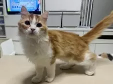 マンチカン(長足)【東京都・男の子・2024年11月5日・レッドタビー&ホワイト】の写真2