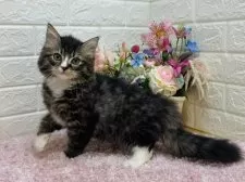 ラガマフィン【東京都・男の子・2024年11月11日・ブラウンタビー&ホワイト】の写真9