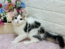 ラガマフィン【東京都・男の子・2024年10月29日・ブラウンタビー&ホワイト】の写真13