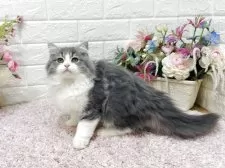 ラガマフィン【東京都・女の子・2025年7月13日・ブルータビー&ホワイト】の写真9