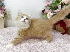 ラガマフィン【東京都・女の子・2025年9月2日・レッドタビー&ホワイト】の写真9