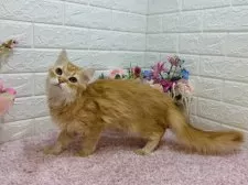 マンチカン(長足)【東京都・男の子・2024年11月5日・レッドタビー】の写真11