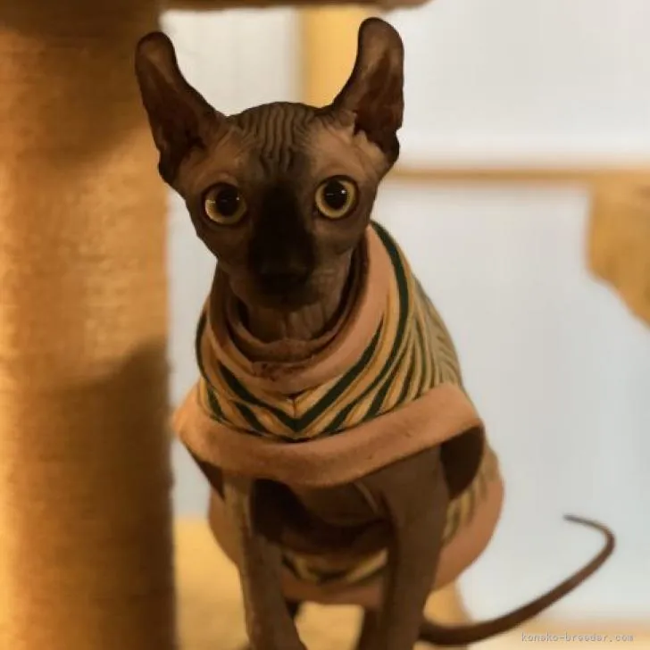 ID:2207-01897の子猫