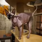 エルフキャット【香川県・女の子・2023年4月3日・ピンクブラウン】の写真3「全身」