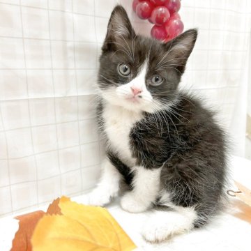 スコティッシュフォールド(立ち耳)【北海道・男の子・2025年7月26日・ブラック&ホワイト】の写真「人懐っこく、大人しい性格です」