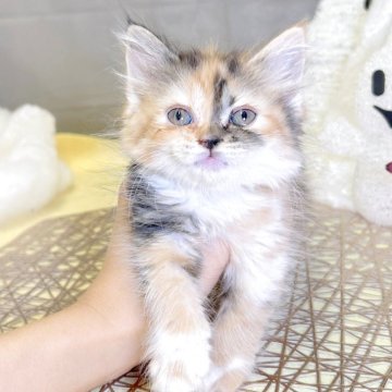 スコティッシュフォールド(立ち耳)【北海道・女の子・2025年8月4日・ブラウンパッチドタビー&ホワイト(ロング)】の写真「人懐っこく、大人しい性格です」