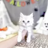 スコティッシュフォールド(立ち耳)