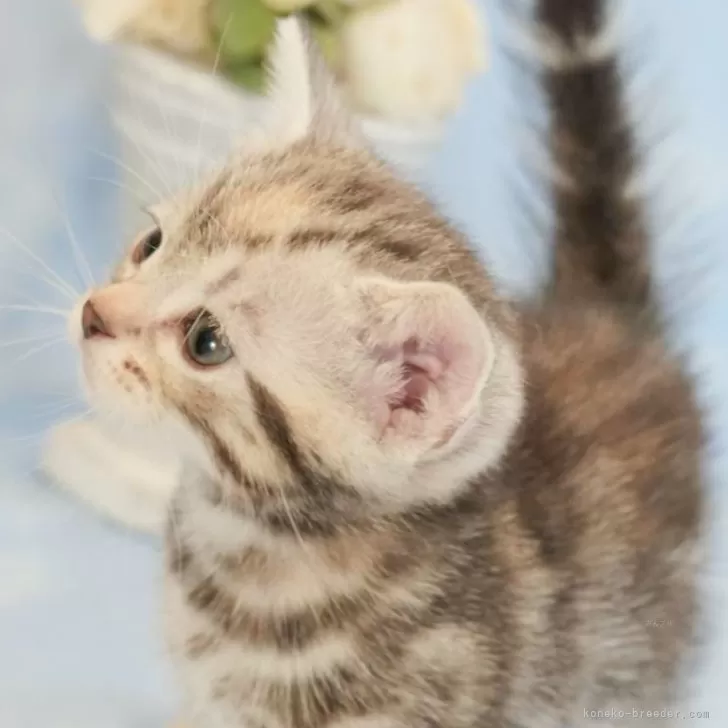 ID：2503-01605の子猫