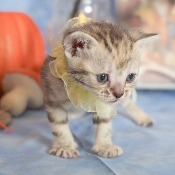 アメリカンショートヘア【群馬県・女の子・2025年10月1日・シルバーパッチドタビー🎀希少カラー🎀】の写真「優秀血統を受け継いだ👑とても美しいパッチドタビー」