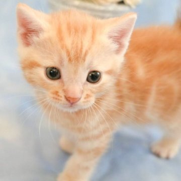 アメリカンショートヘア【群馬県・男の子・2025年2月13日・レッドタビー】の写真「優秀血統を受け継いだとても美しいレッドタビー🎀」