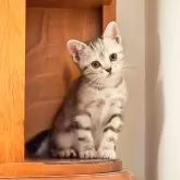 アメリカンショートヘア