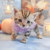 アメリカンショートヘア