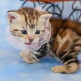 アメリカンショートヘア