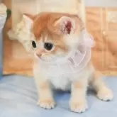 ブリティッシュショートヘア