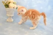 アメリカンショートヘア【群馬県・男の子・2025年2月13日・レッドタビー】の写真8