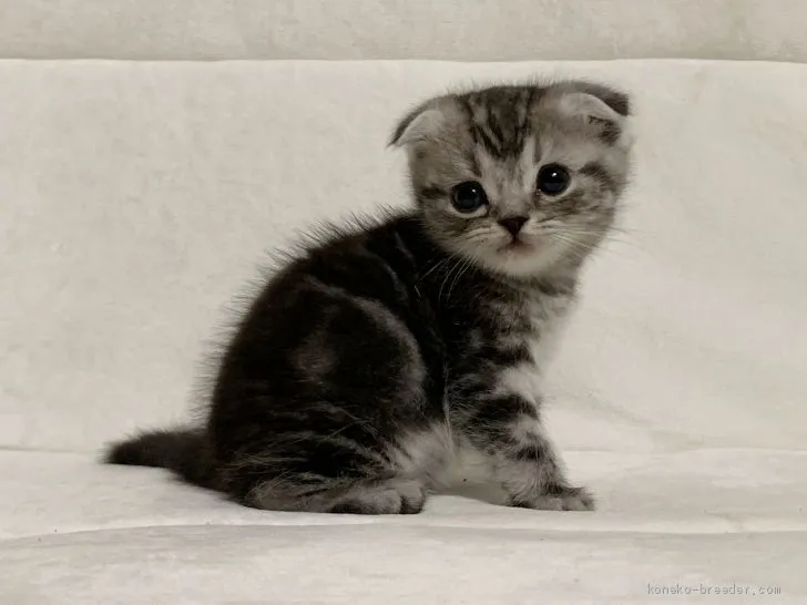 ID：1911-00917の子猫