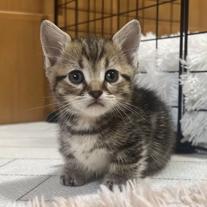 ID:2407-00051の子猫