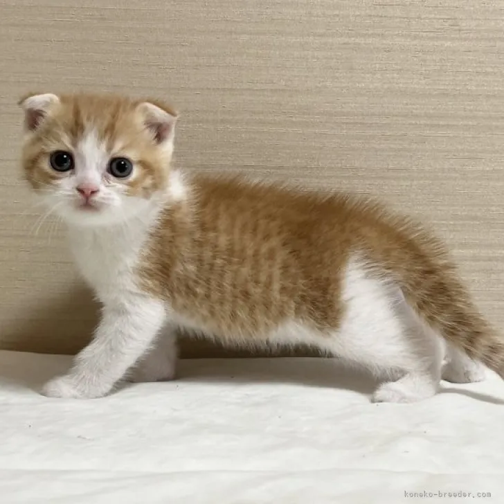 ID：2305-03314の子猫