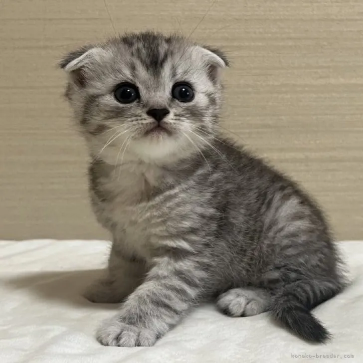 ジョウ 様のお迎えした子猫