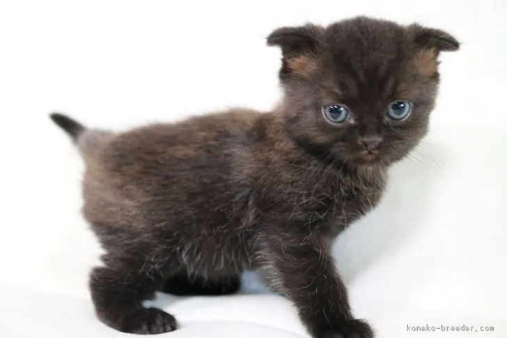 ID：1805-01735の子猫