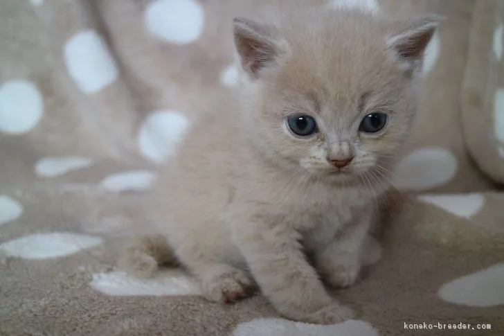 ID：1803-00266の子猫