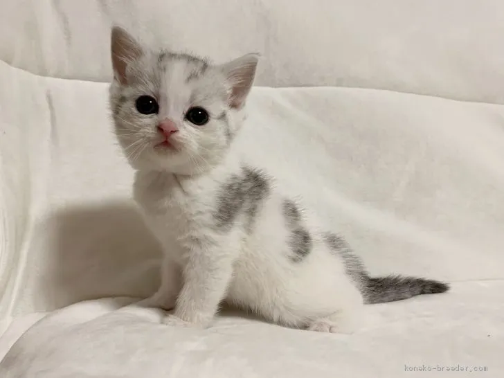 ID：1911-00441の子猫