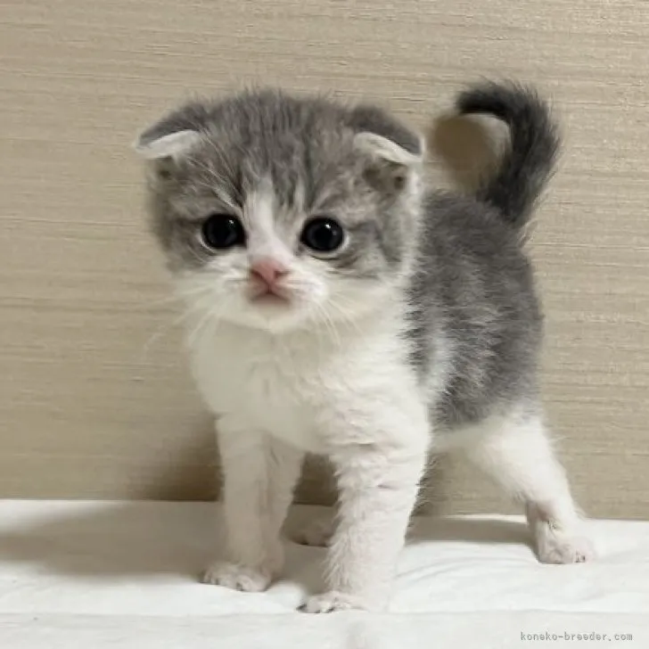 ID：2303-01497の子猫