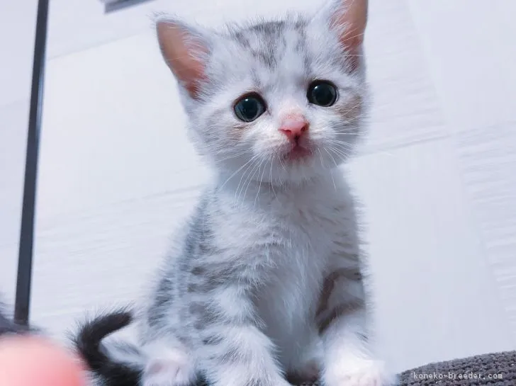 ID：1808-00669の子猫