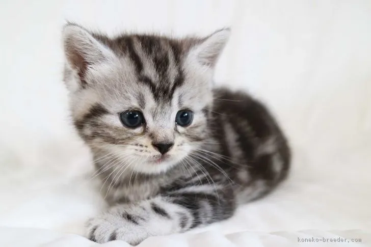 ID:1808-00671の子猫