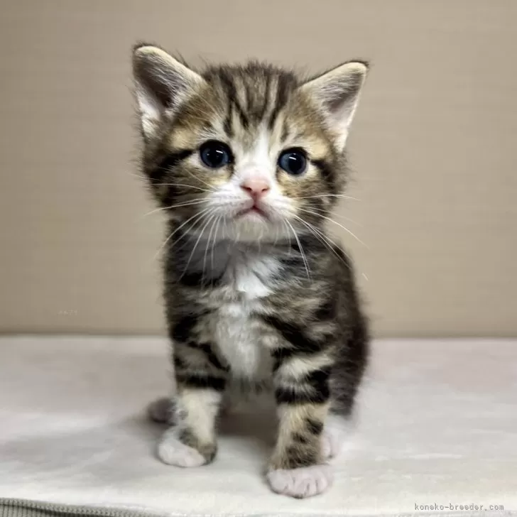 ID：2403-02298の子猫