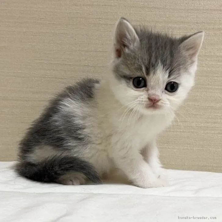 ID:2303-01499の子猫